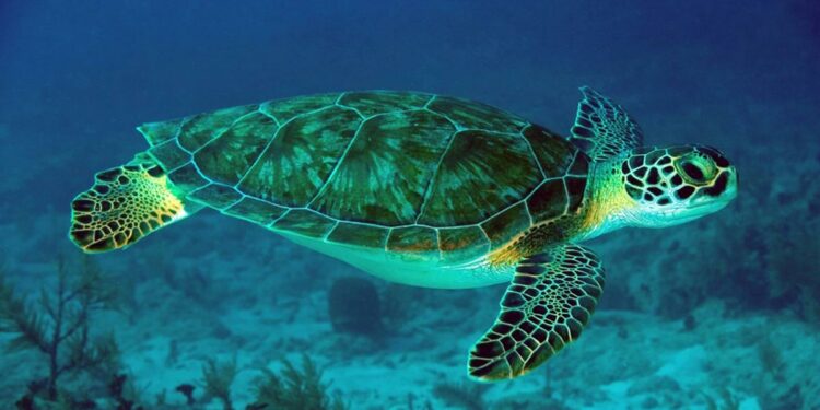 Comment dort la tortue d'eau ?