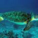 Comment dort la tortue d'eau ?
