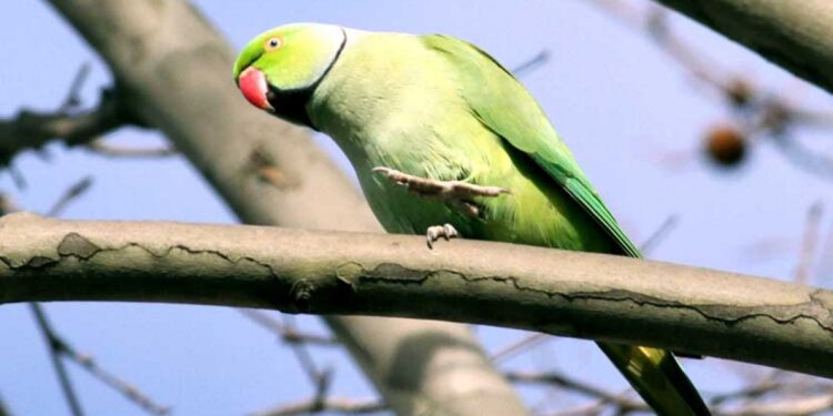 Comment dort une perruche à collier ?