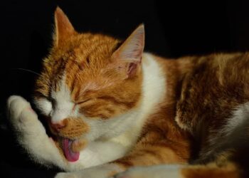 Comment doucher un chat agressif ?