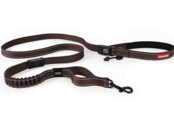 Comment dresser son chien en laisse ?