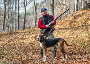 Comment dresser un chien à la chasse ?