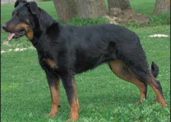 Comment dresser un chien beauceron ?