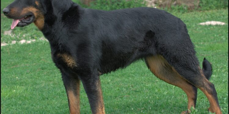 Comment dresser un chien beauceron ?