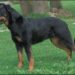 Comment dresser un chien beauceron ?