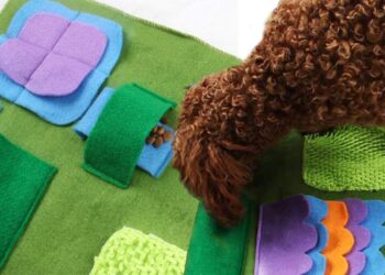 Comment dresser un chien sur le pipi pad ?