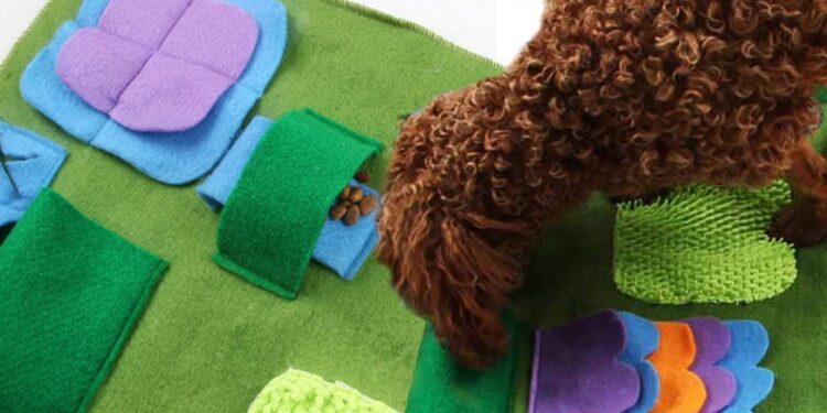 Comment dresser un chien sur le pipi pad ?