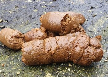 Comment durcir ses selles chien ?