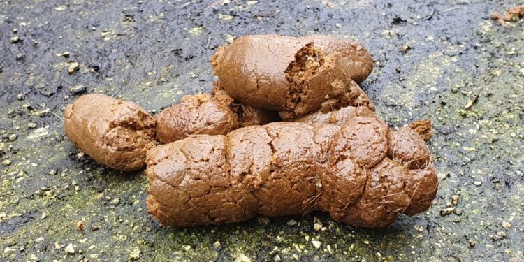 Comment durcir ses selles chien ?