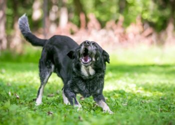 Comment écrire le cri du chien ?
