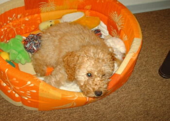 Comment éduquer un chien pour qu'il soit propre ?