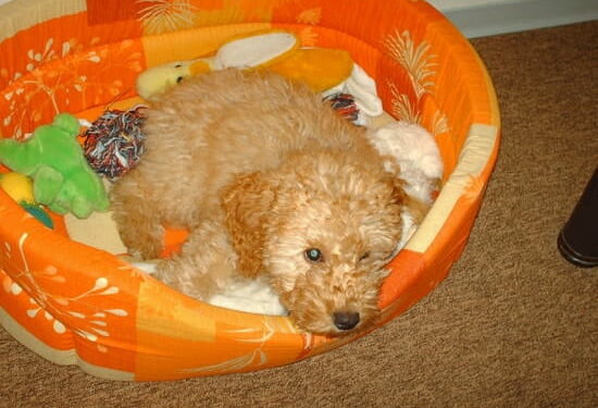 Comment éduquer un chien pour qu'il soit propre ?