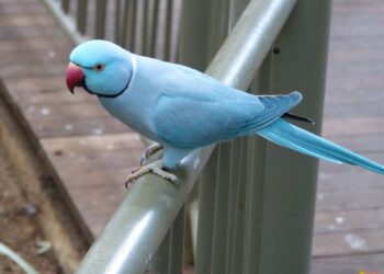 Comment éduquer une Perruche à collier ?