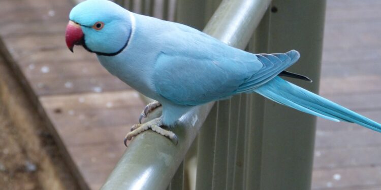 Comment éduquer une Perruche à collier ?