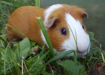 Comment élever des cobayes ?