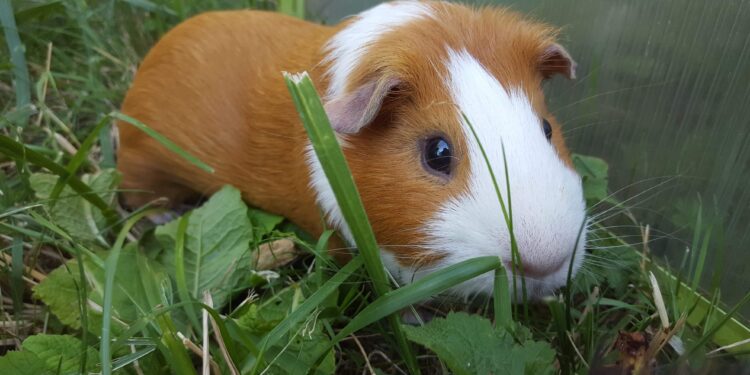 Comment élever des cobayes ?