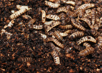 Comment élever des larves ?