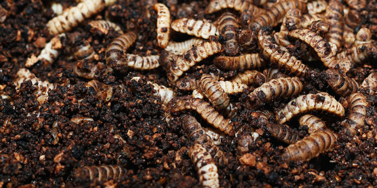 Comment élever des larves ?