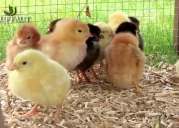 Comment élever le poussin les 21 premiers jours ?