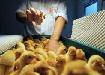 Comment élever le poussin les 21 premiers jours ?