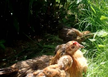 Comment élever le poussin les 21 premiers jours ?