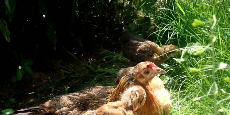 Comment élever le poussin les 21 premiers jours ?