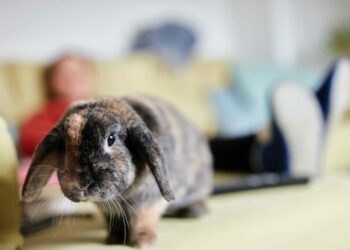 Comment élever un lapin en appartement ?