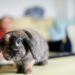 Comment élever un lapin en appartement ?