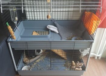 Comment élever un lapin extra nain ?