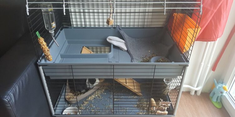 Comment élever un lapin extra nain ?