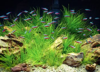 Comment eliminer les algue ?