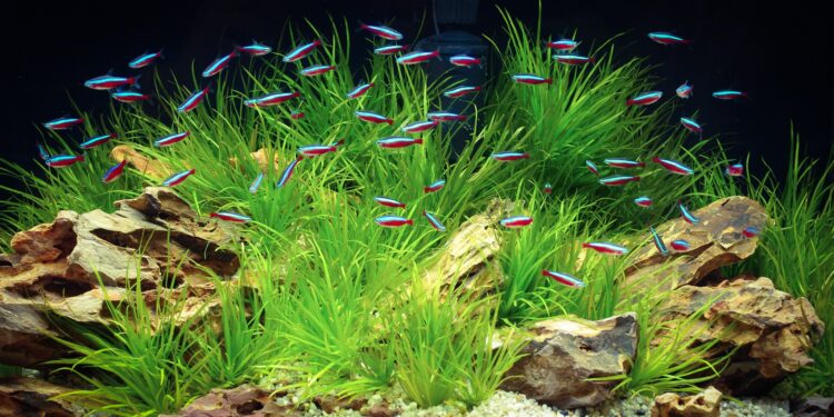 Comment eliminer les algue ?