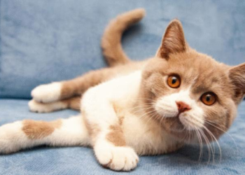 Comment éloigner le chat du canapé ?