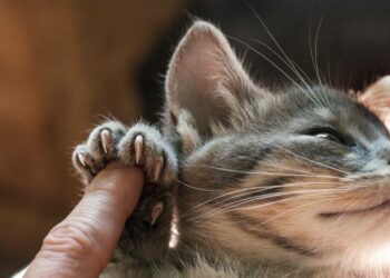 Comment éloigner le chat du canapé ?