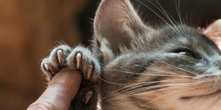 Comment éloigner le chat du canapé ?