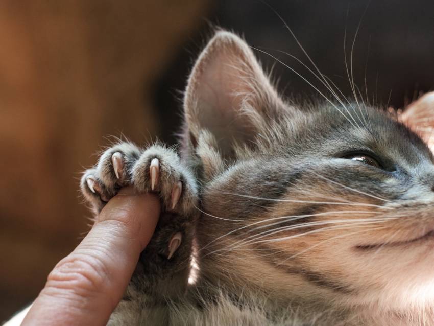 Comment éloigner le chat du canapé ? - Animaux Info : Votre source