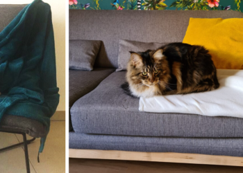 Comment éloigner le chat du canapé ?