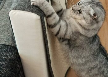 Comment éloigner les chats de mon canapé ?