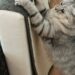 Comment éloigner les chats de mon canapé ?