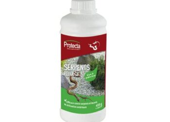 Comment éloigner les lézards du jardin ?