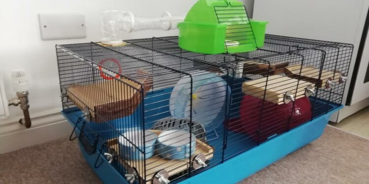 Comment emmener son hamster en vacances ?