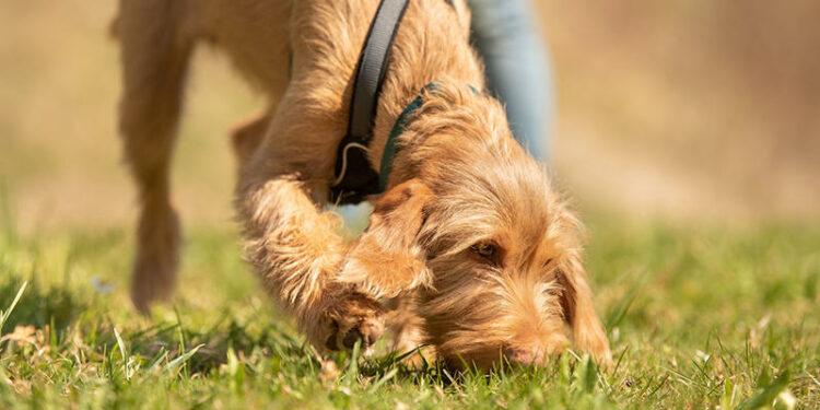 Comment empêcher la coprophagie ?