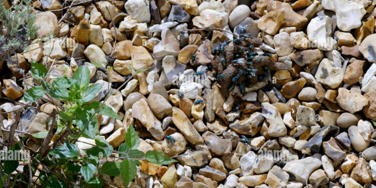 Comment empêcher le chat du voisin de venir chez moi ?