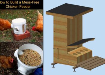 Comment empêcher les Moineaux de manger les graines des poules ?