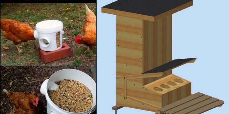 Comment empêcher les Moineaux de manger les graines des poules ?