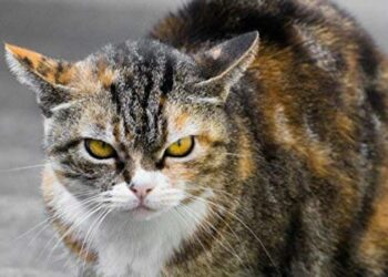 Comment empêcher les chats de monter sur la voiture ?