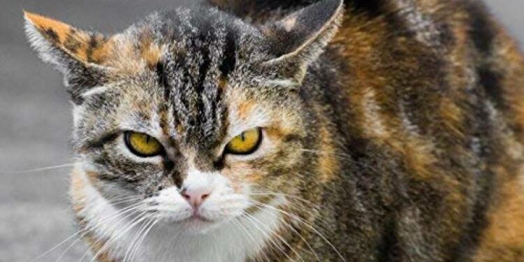 Comment empêcher les chats de monter sur la voiture ?