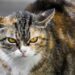 Comment empêcher les chats de monter sur la voiture ?