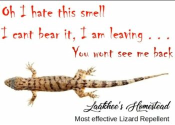 Comment empêcher les lézards de rentrer ?