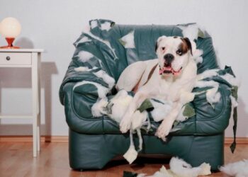Comment empêcher mon chien de faire des bêtises en mon absence ?